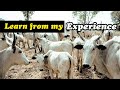 Buying Cattle in Northern Nigeria for Livestock business  - My experience