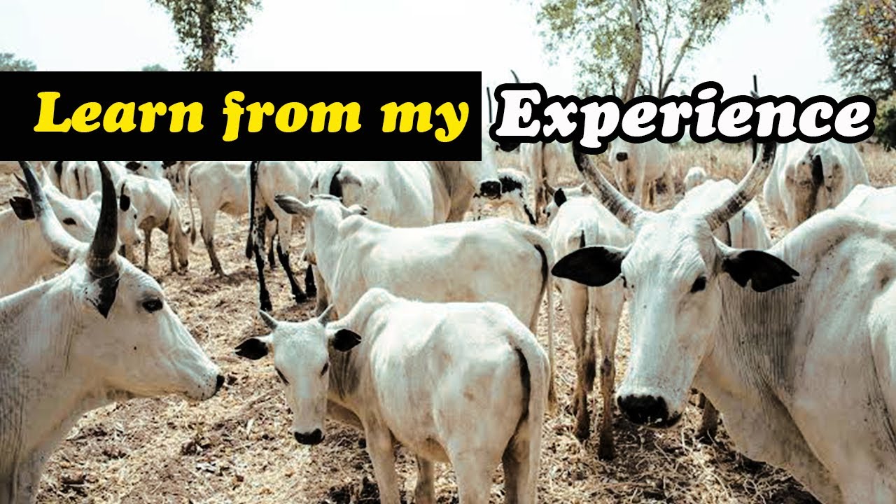Buying Cattle in Northern Nigeria for Livestock business - My