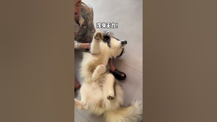 不拆：爹老實說，你是不是給俺下迷糊藥了！#哈士奇