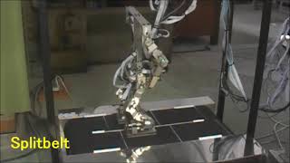 Split-belt treadmill walking of a biped robot