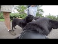 Pepper the dog equipped with a gopro fetch dog harness 083015