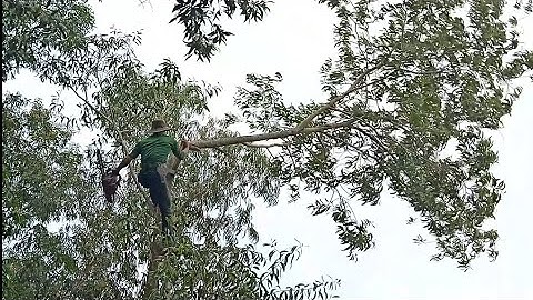 anh thợ cưa tràm bông vàng to khủng ở ấp cà na xã lương an trà tỉnh an giang