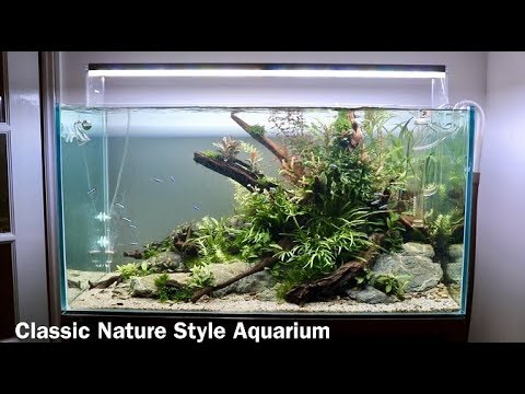 Nature Aquarium Aquascape Tutorial - Low Maintenance Home Aquascape Step by Step