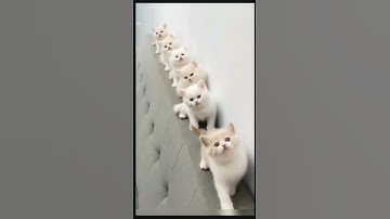 so cute na 😍 | Short #learnwithpriyanshi