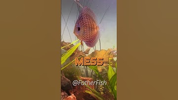 Thumbnail of Pro Tip: Mastering Natural CO2 Production in Your Planted Aquarium
