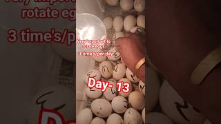How to Turn Eggs in an Incubator Properly 🥚🐣 #eggturning #egg #farming k #hatchingeggs