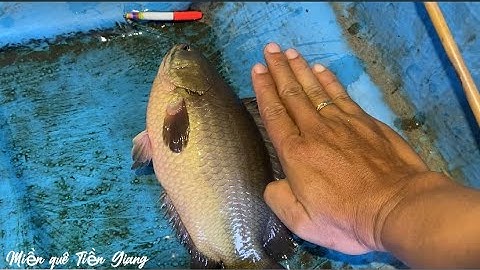 Câu cá rô đồng, trúng đậm bầy cá khi trở lại con kênh này