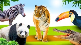 Learn jungle animal names for toddlers in English 🦁 Learn wild animals 🐯