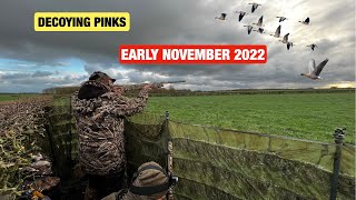 Goose hunting!!! Decoying Pinks in November 2022