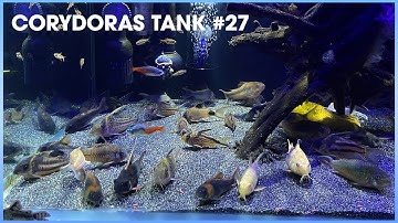 Tổng hợp các loại #Corydoras (Cá Chuột) #27