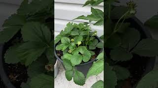 How are those strawberries plants service?@Nga Tran Canada up date her 2023 summer veggies garden! by Nga Tran Canada 26 views 9 months ago 5 minutes, 3 seconds