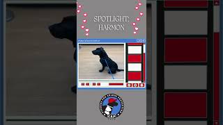 What can we say, CAP adoptable Harmon is 10,000 kinds of adorable! by Citizens for Animal Protection 14 views 9 months ago 1 minute, 1 second