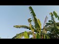 “Peaceful Blue Sky Above Tropical Leaves During Quiet Afternoon”