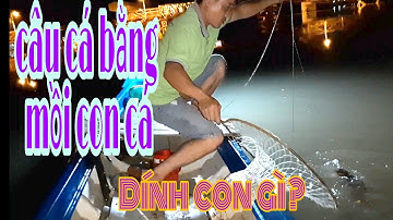 Câu giăng / bằng mồi bá đạo và cái kết bất ngờ//dân dã miền quê official