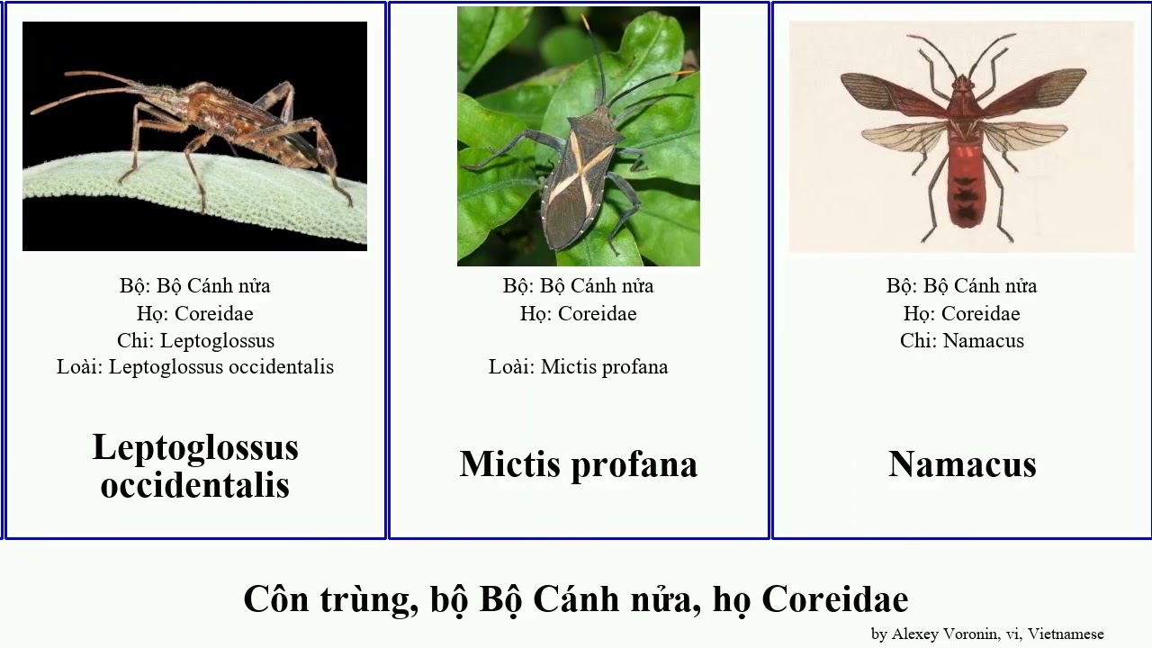 Côn trùng, bộ Bộ Cánh nửa, họ Coreidae insect occidentalis Phyllomorpha Anisoscelis profana lunata