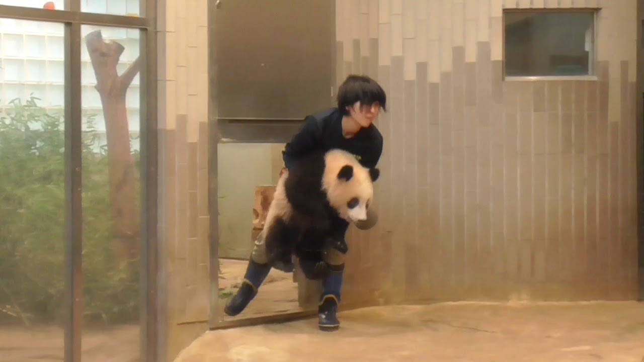 シャンシャン姫登城までの一部始終 飼育員シャン大儀であったぞ とママこっちきちゃあダメー🙅