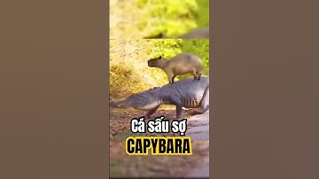 Tại sao Cá Sấu lại sợ Capybara? #kienthucthuvi