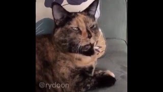 WAIT FOR IT SNEEZING AND FARTING CAT SIMOULTANIOUSELY XDD