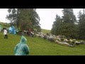 Стадо овец с колокольчиками в Карпатах  Украина