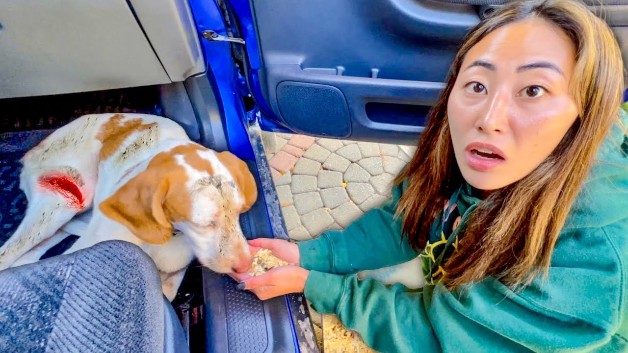 WE RESCUED A LOST PUPPY! YouTube