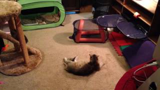 Kitten Cam | hypoallergenic Siberian kittens for sale
