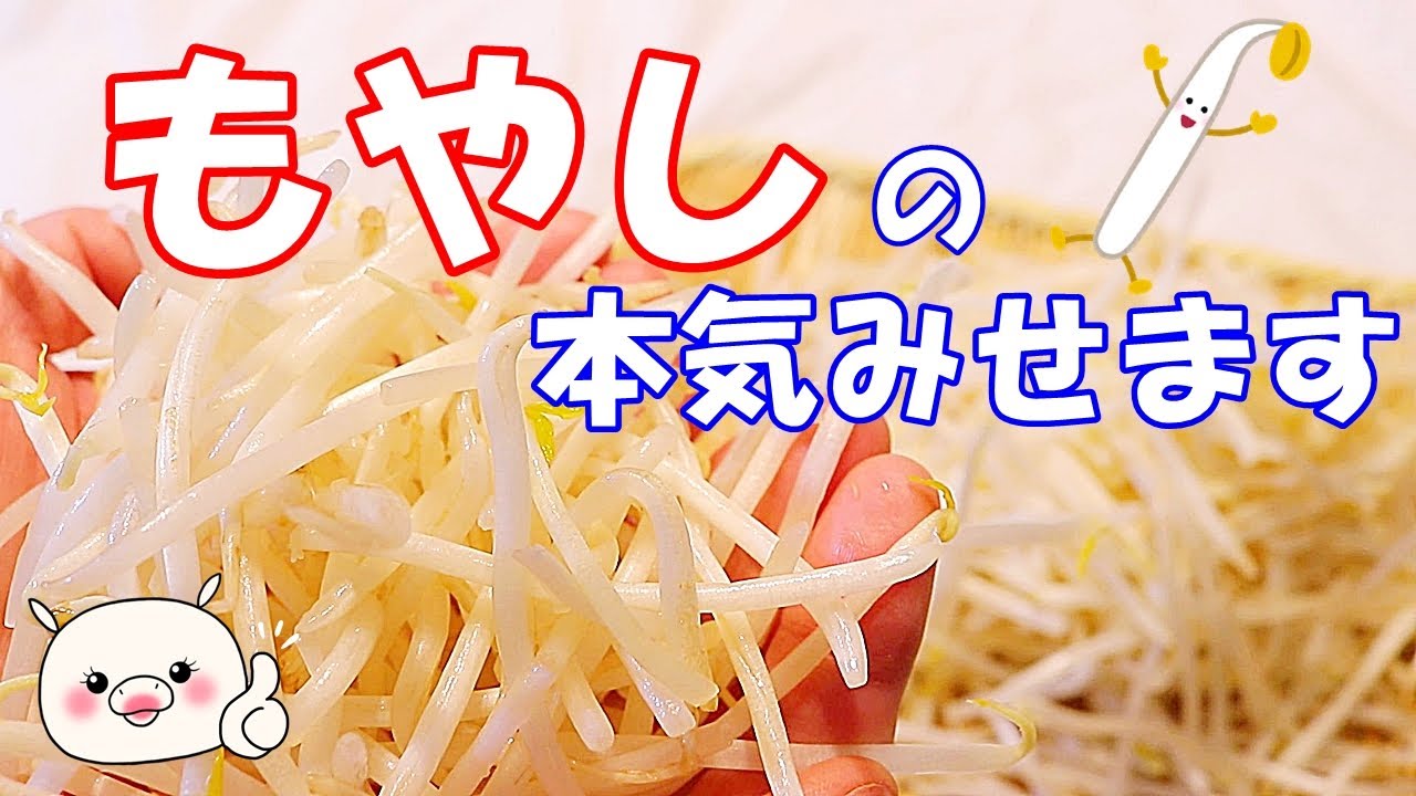 もやしが主役！これは助かる！また食べたいが止まらない！もやしレシピ