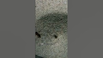 Antlion 🐜 | The Pit Predator #animals #insects #shorts