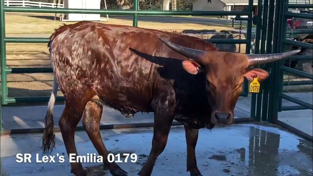 Struthoff Ranch Reg TX Longhorn SR Lex’s Emilia 0179 sells 1152022