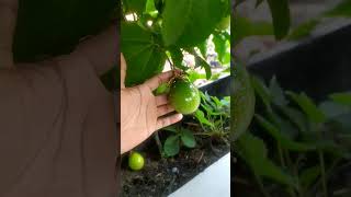 Passionfruits #graftingexamples #grafting #fruit #gardeningvideos