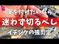 【必須】イチジクに実を成らせる春の剪定を園芸農家が実演解説!