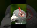 What a Pigeon’s Eye REALLY Reveals