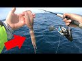 Using Huge Squid for Tasty Reef Fish