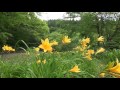 初夏の花、野草園で見頃 の動画、YouTube動画。