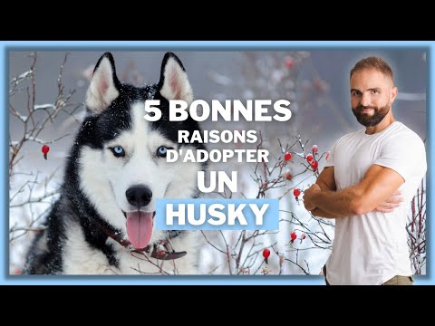Vidéo: L'énergie husky est-elle un bon achat ?
