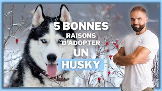 5 bonnes raisons d'adopter un Husky !