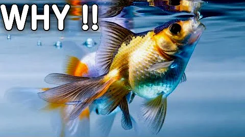 Why does my fish keep swimming to the top | Fish gasping for air .