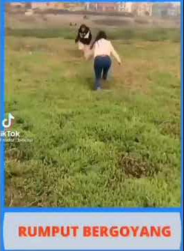 rumput bergoyang| rumputnya
