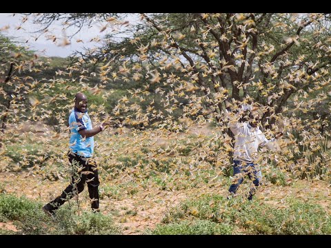 Dangerous locust plague hits Africa
