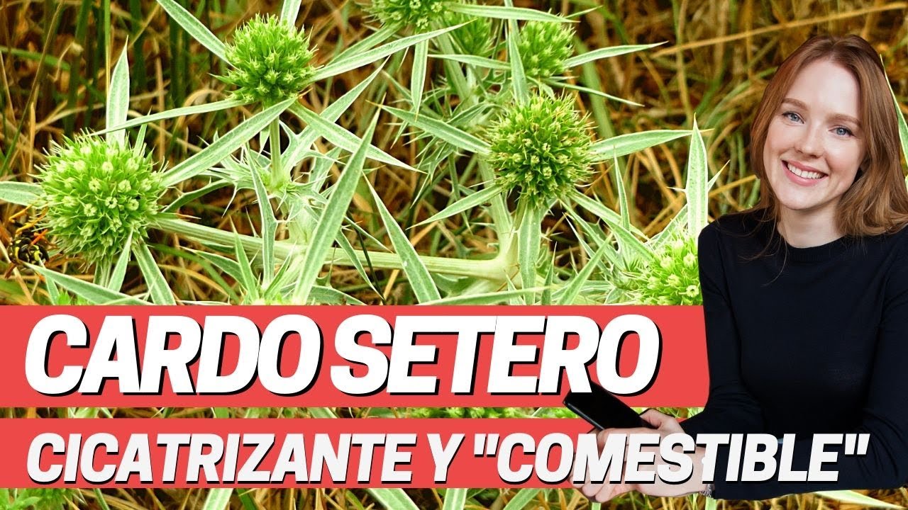 cardo-setero-y-sus-propiedades-medicinales-eryngium-campestre-youtube