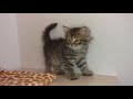 Affectionate siberian female kitten playful and funny