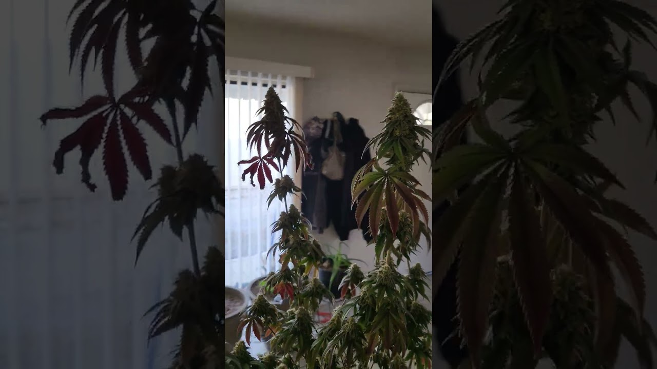 Harvest time for the Mimosa X OrangePunch!!!