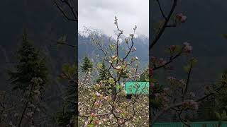 Apple 🍎 Flowering  Himachal (kinnaur) #apple #nature #himalaya #kinnaurkailash