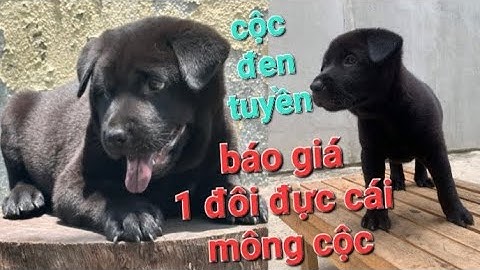Báo giá 1 đôi đực cái mông cộc báo giá mông cộc đen tuyền côc tịt