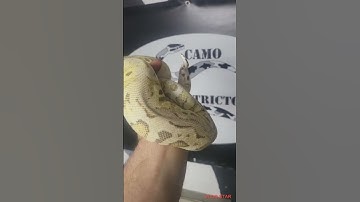 Firefly Spotnose Clown Ball Python Girl