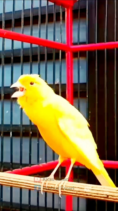 SUARA burung kenari gacor panjang #birds #masterankenarigacor #canary #kenarigacor