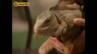 Видео обзор на ящерку