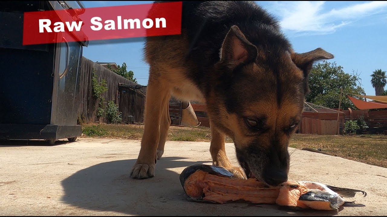 Pit Bull Mix Eating Raw Salmon YouTube