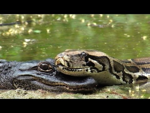 Pythons at Alligator Pond 10 - Dangerous Animals in Florida - Time Lapse x2