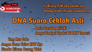SUARA PANGGIL WALET SUPER RESPON DARI SEMUA SUARA YG ADA! Boleh Dikoleksi , tidak untuk dipakai