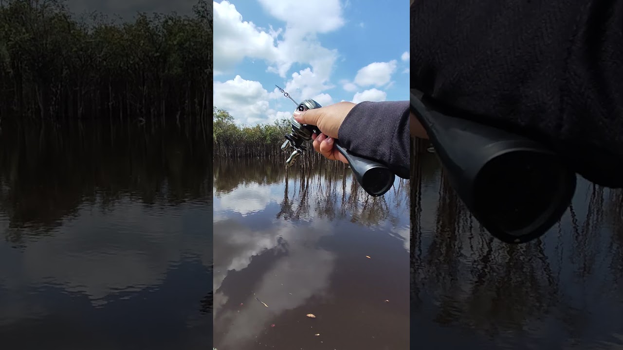 mancing casting sarang Toman 